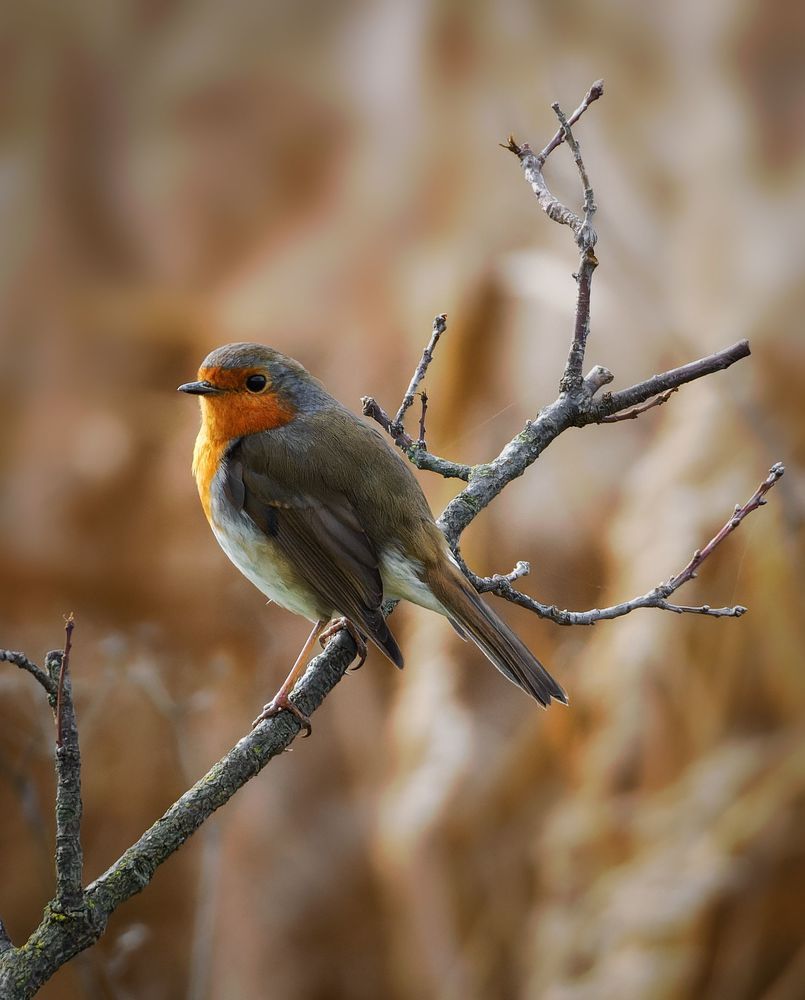 Photograph by Sergio Orellana