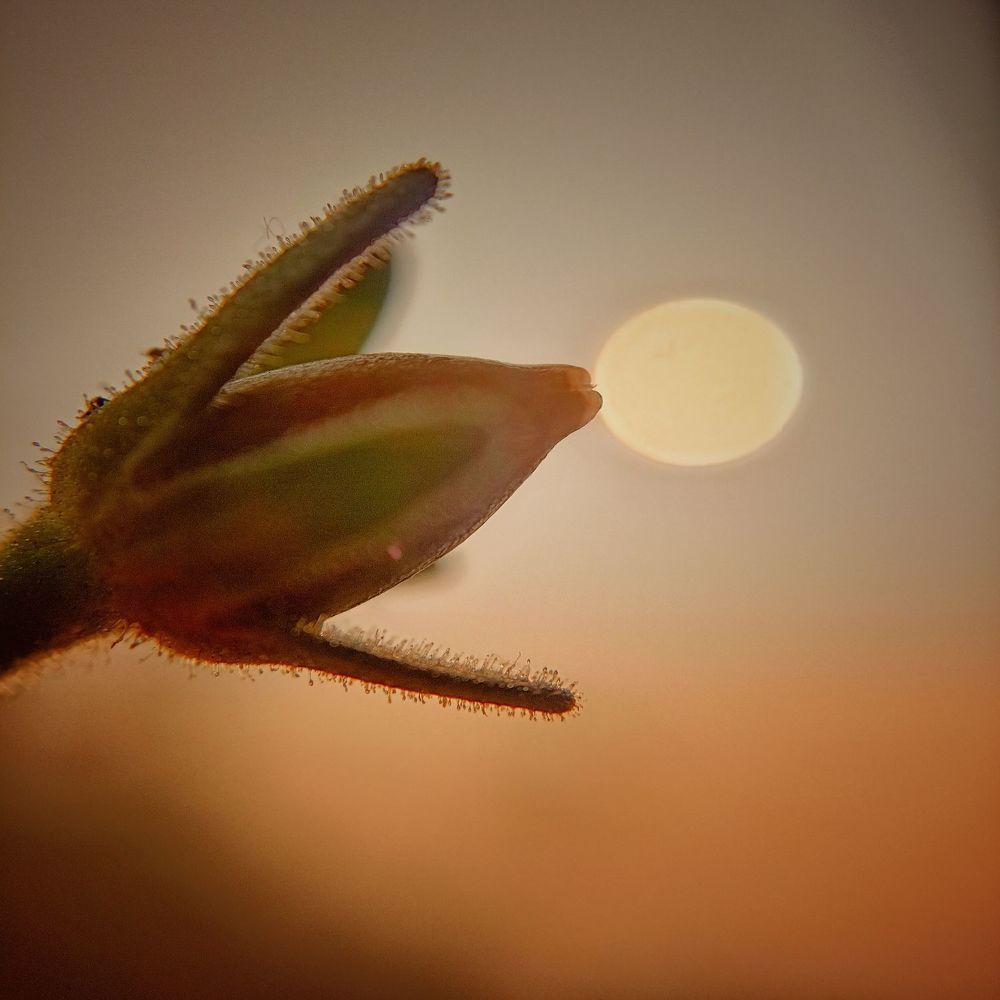 Photograph by Soumalya Halder