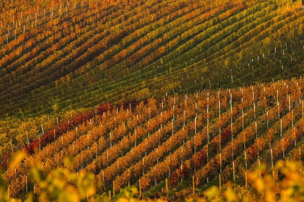 Photograph by Kaja Cyfka