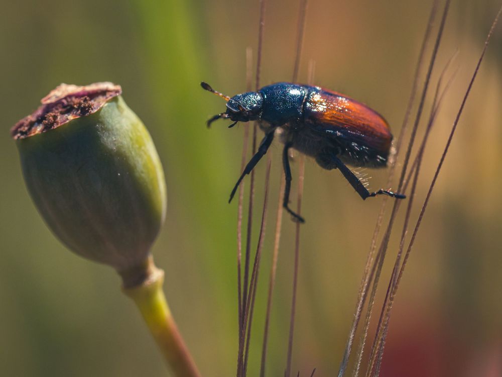 Photograph by Olga Link