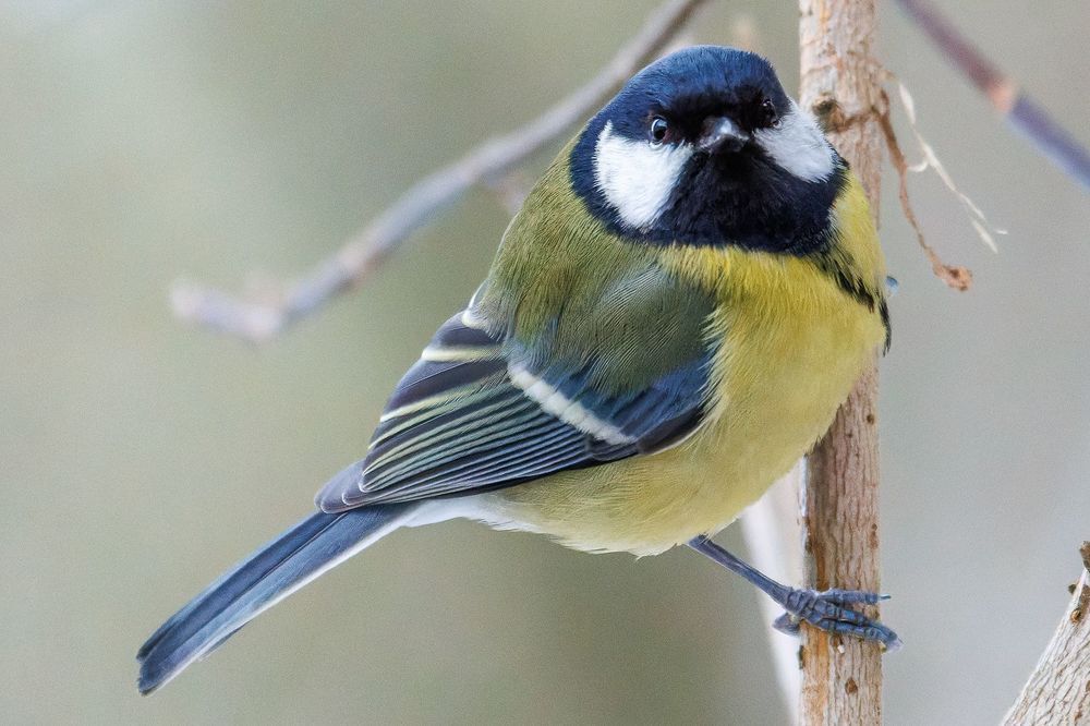 Встреча взглядами