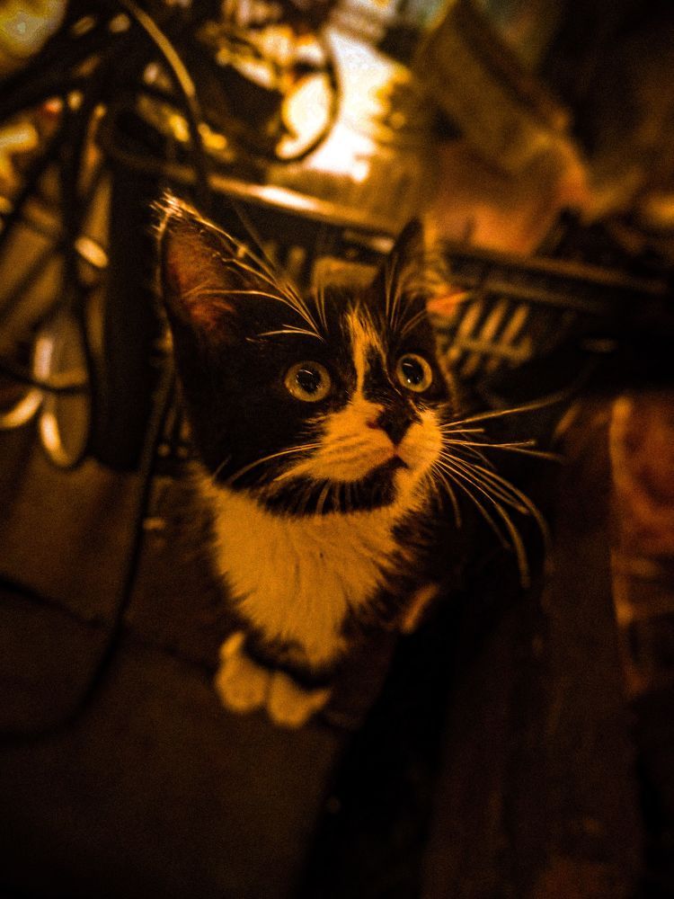 Фотография автора Данил Сорокин