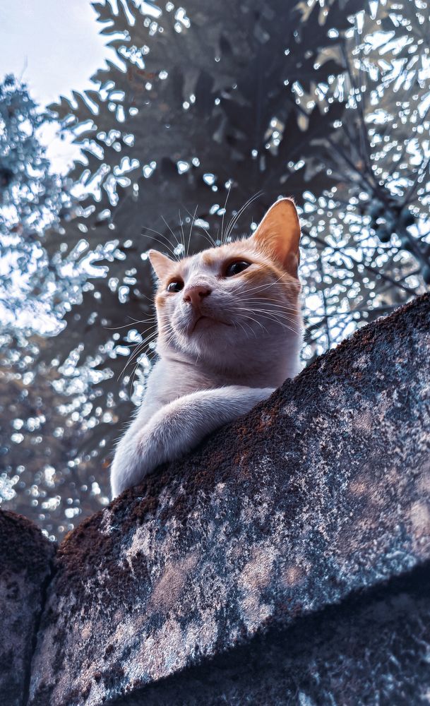 Photograph by A S Abhijith