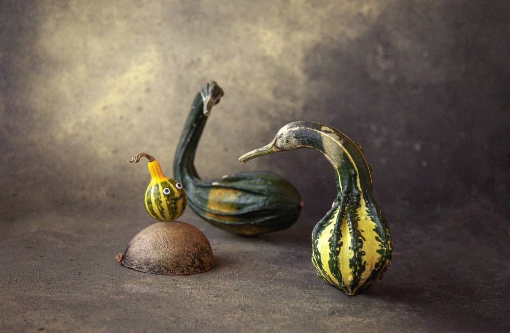 гусино-тыквенное семейство