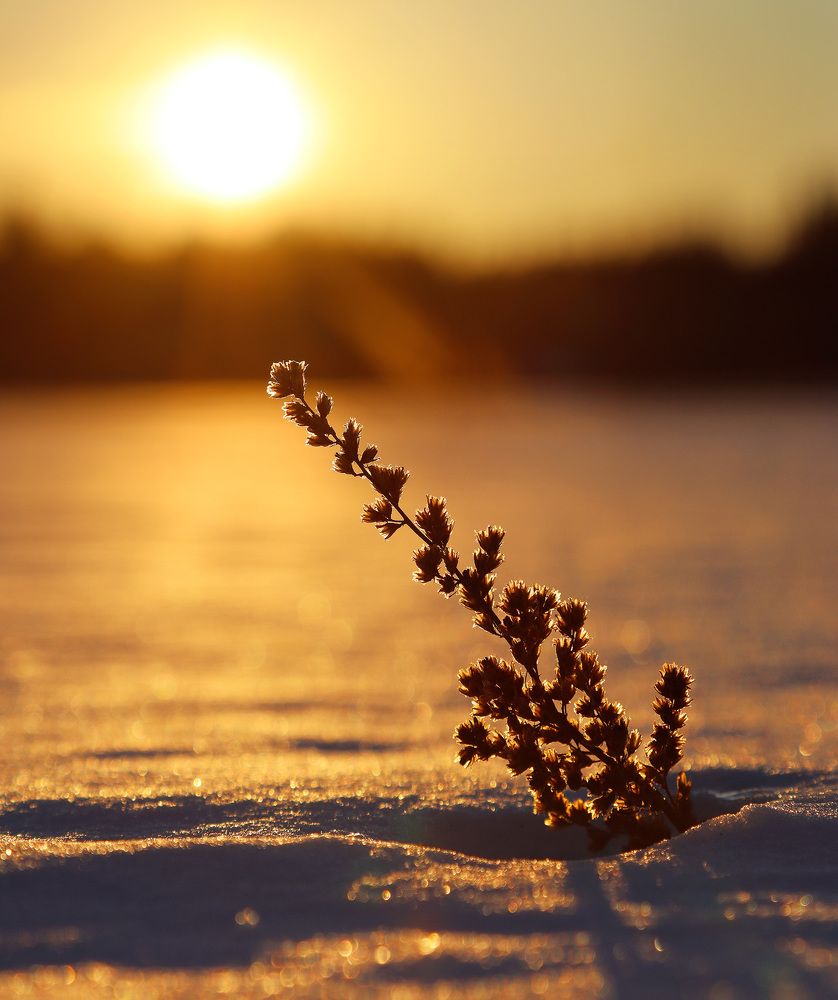 Зима. Опушка леса. Поле с сорняками. И закат…