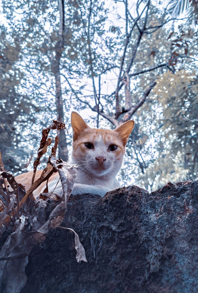 Photograph by A S Abhijith