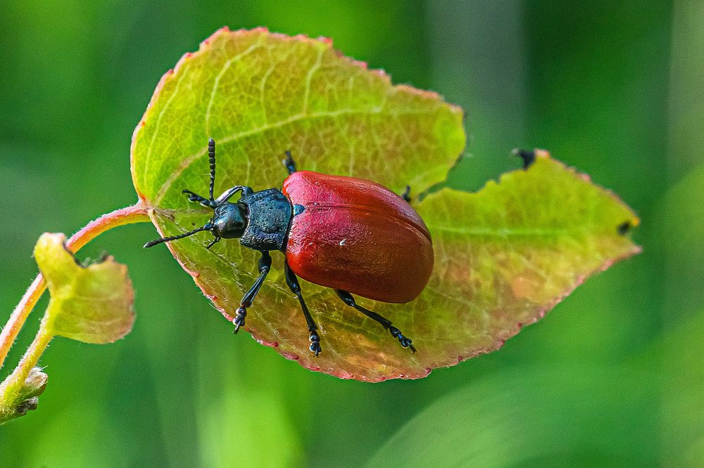 Фотография автора Николай Бологов