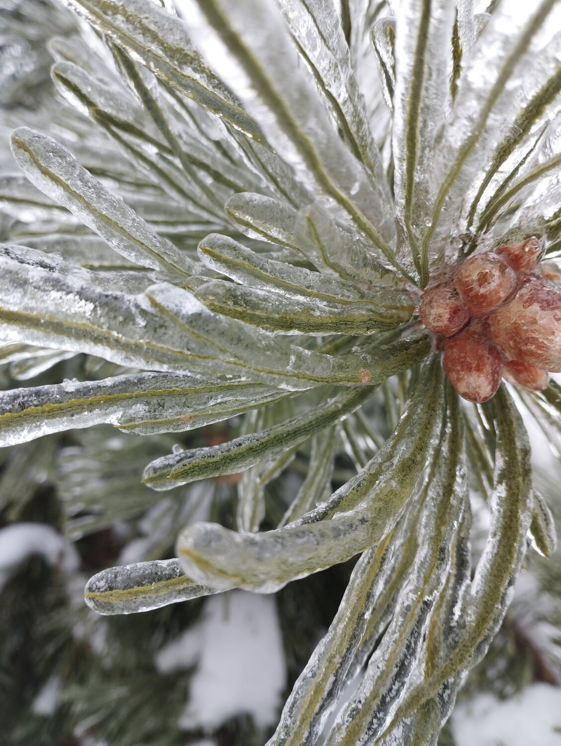 Ice