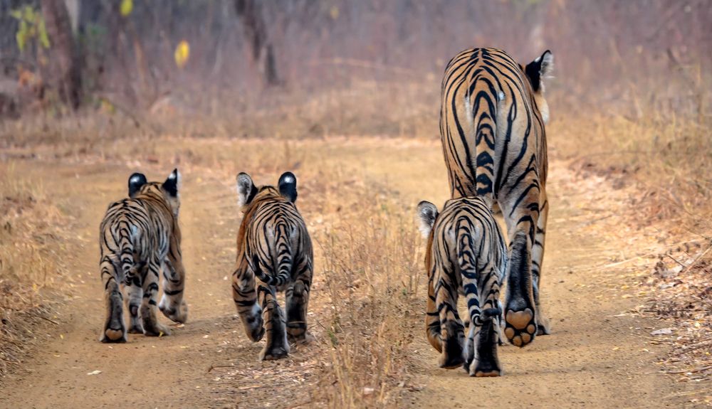 Photograph by Risbood Sanjay