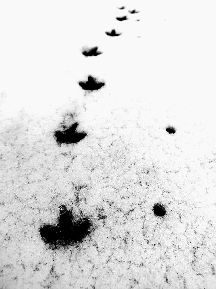 Photograph by Мария Тёмкина