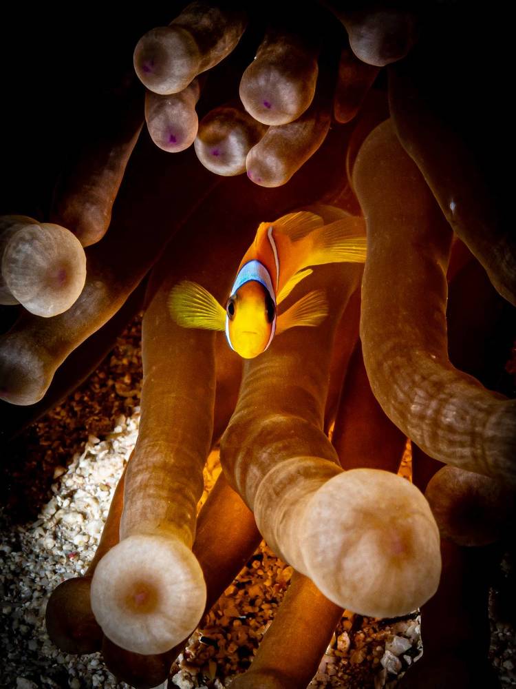 Photograph by Alexander Plakida