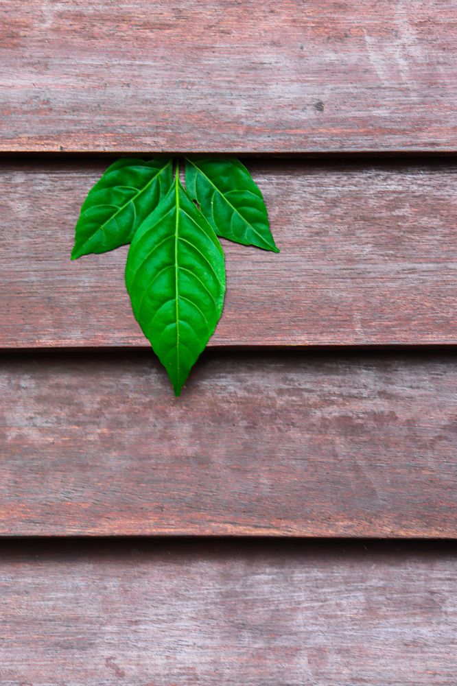 Photograph by Janith Prasanna J.P.