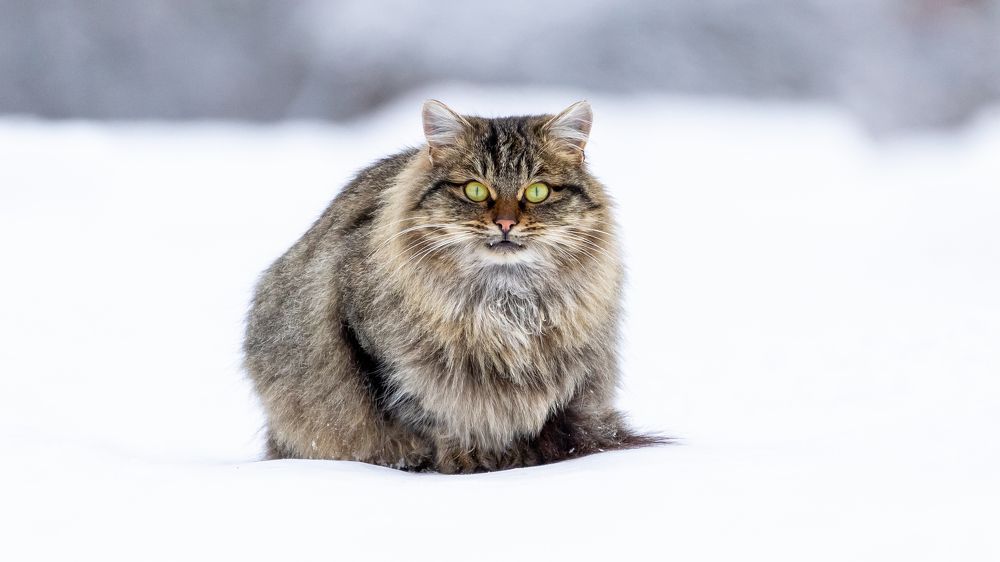 Незнакомка