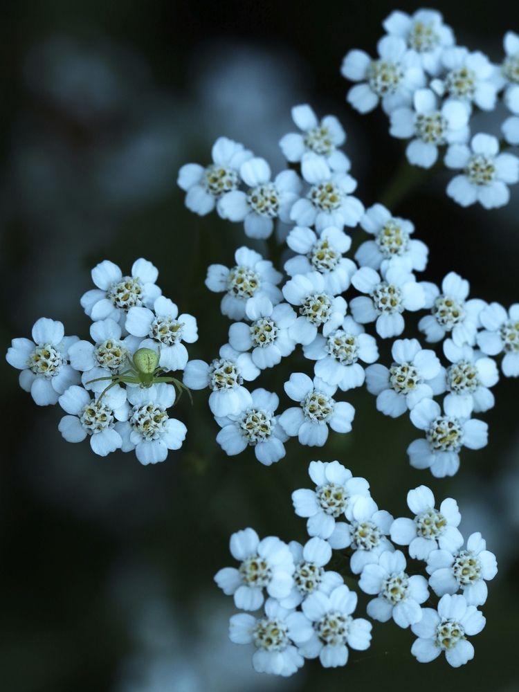 Photograph by Ирина Серегина