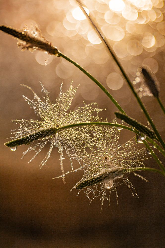 бенгальские огни