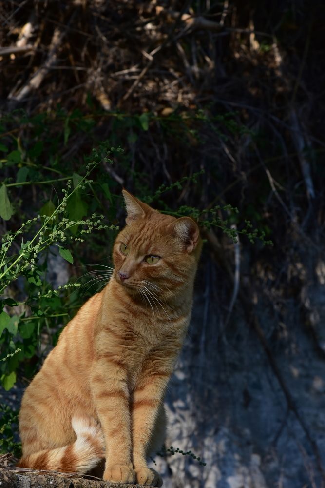 Photograph by Светлана Ивановна