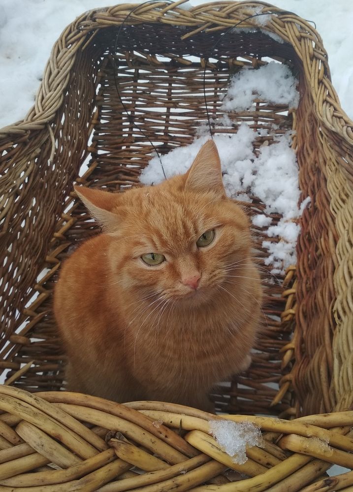 Photograph by Мария Петухова