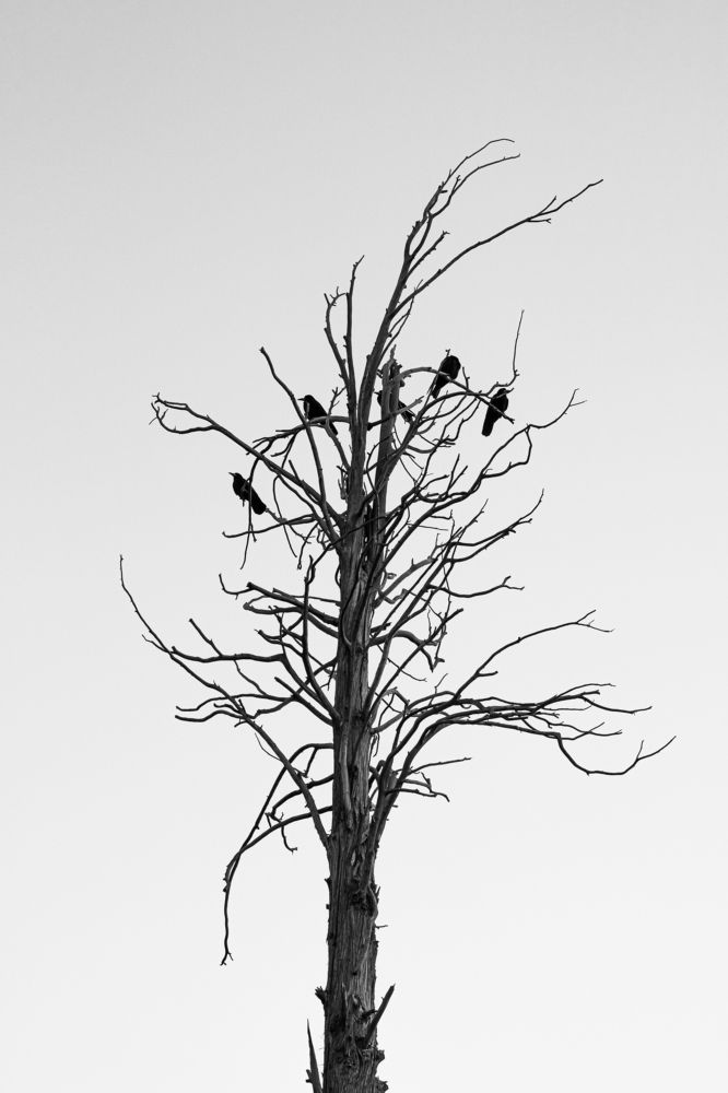 Photograph by Alireza Rezaei