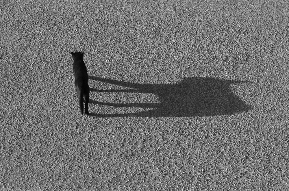 Photograph by mohammadjavad rostamiahmadvandi