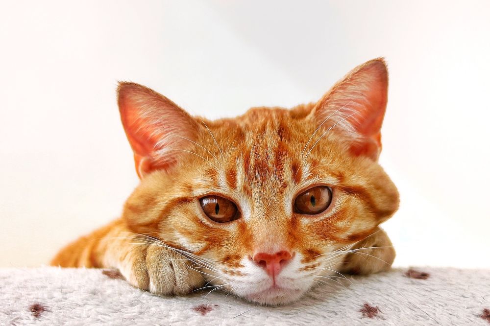 Photograph by Алёна Соболева