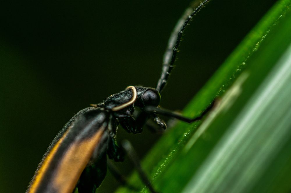 Фотография автора Jose Marcos Carvajal Tarazona