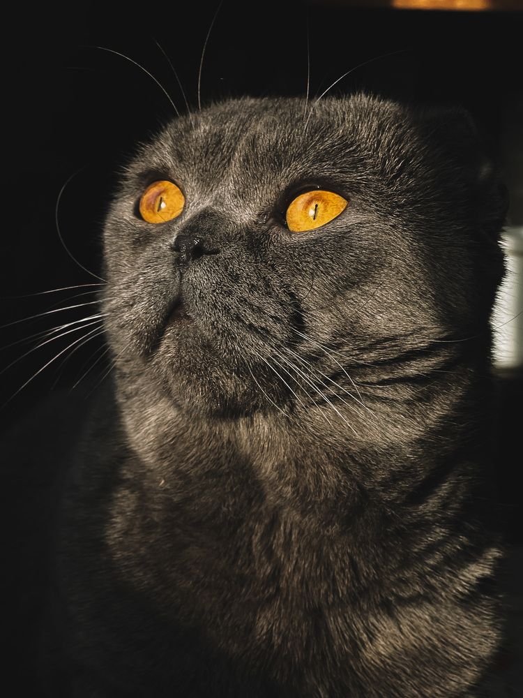 Photograph by Алиса Нежинская