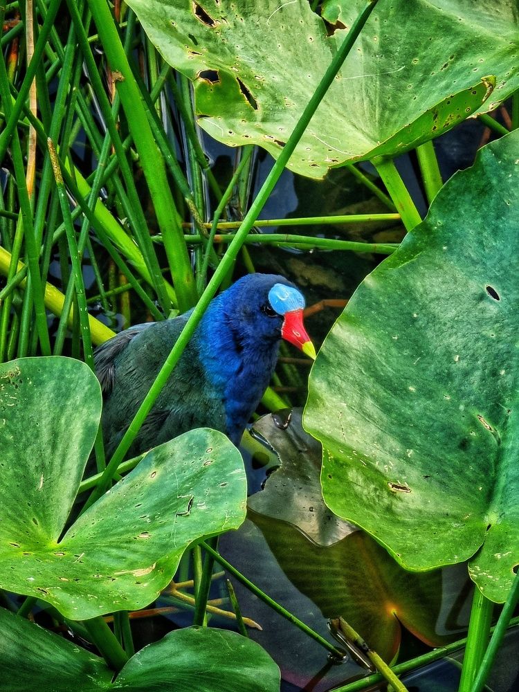 Photograph by Angelisa Gonzalez