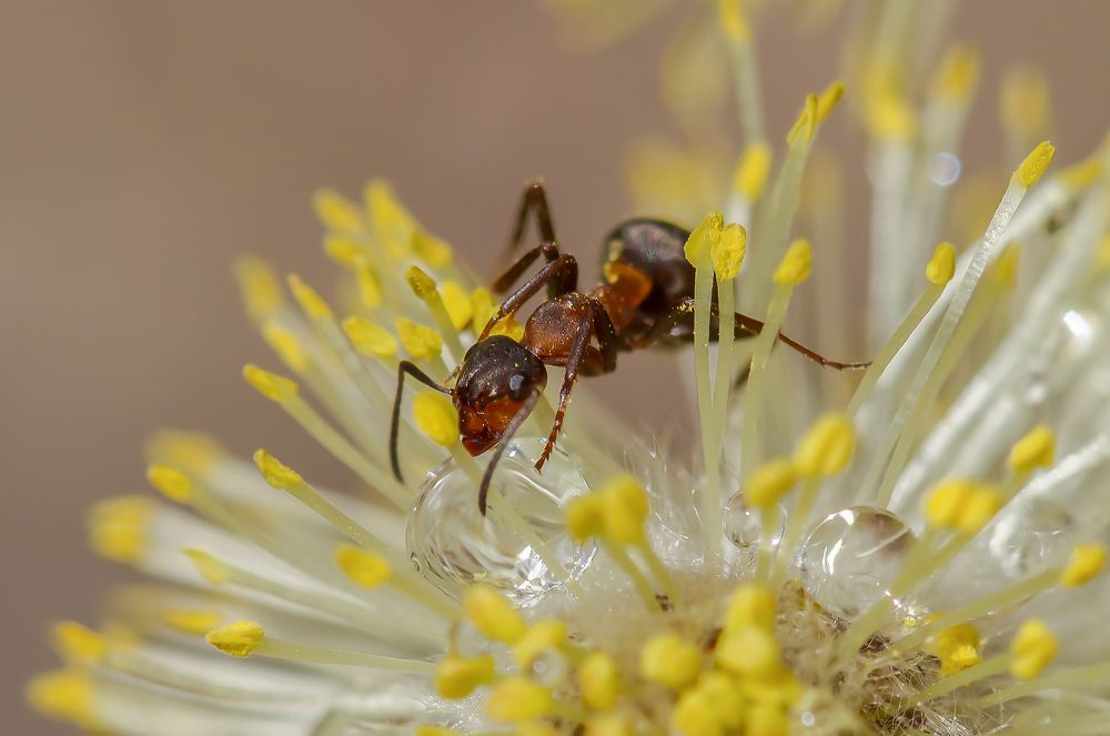 Фотография автора Andrey Pristyazhnyuk