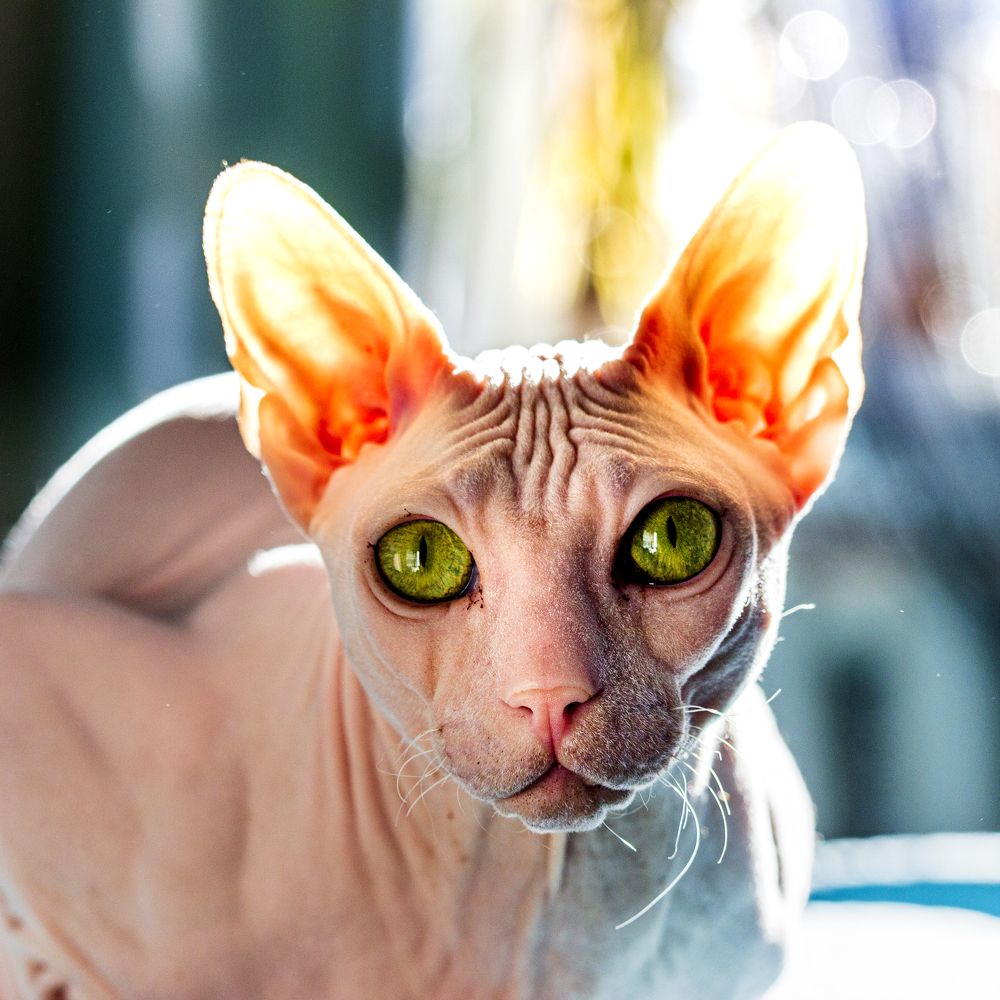 Photograph by Sergey Tsubanov