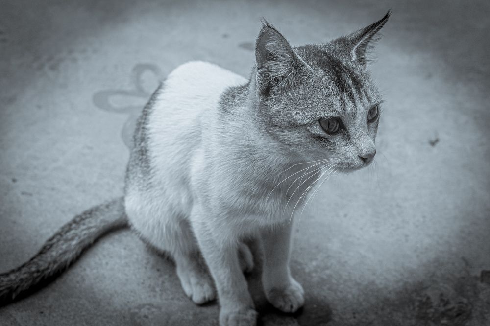 Photograph by Zannatul Ferdaus Badhon