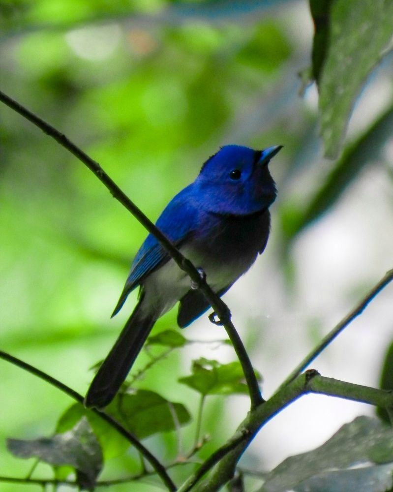 Photograph by Javidu Loshitha