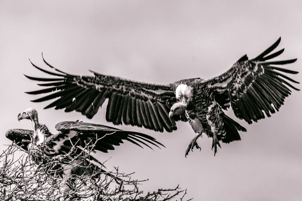 Photograph by Antony Trivet