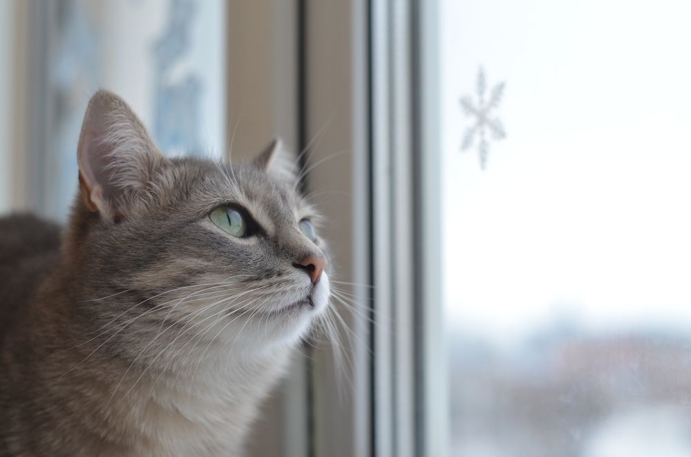 Photograph by Елена