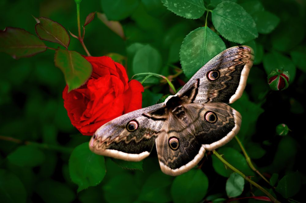 Photograph by Дашдемир Мамедов