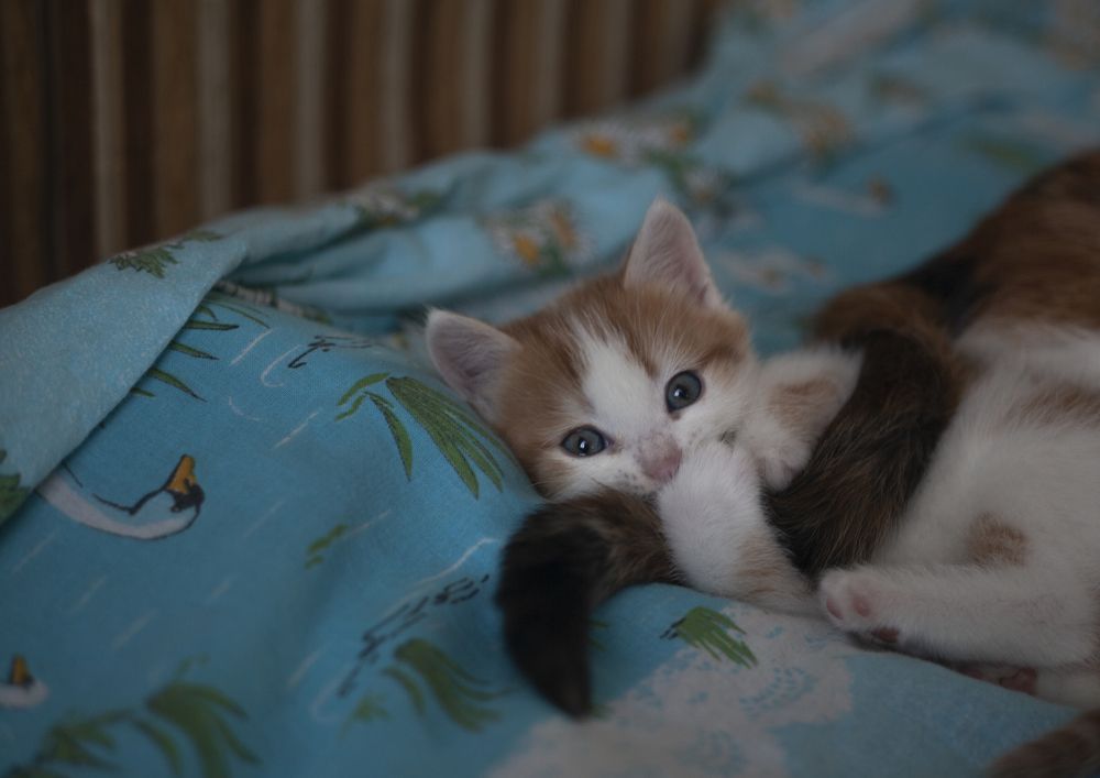 Мамин хвост-лучшая игрушка