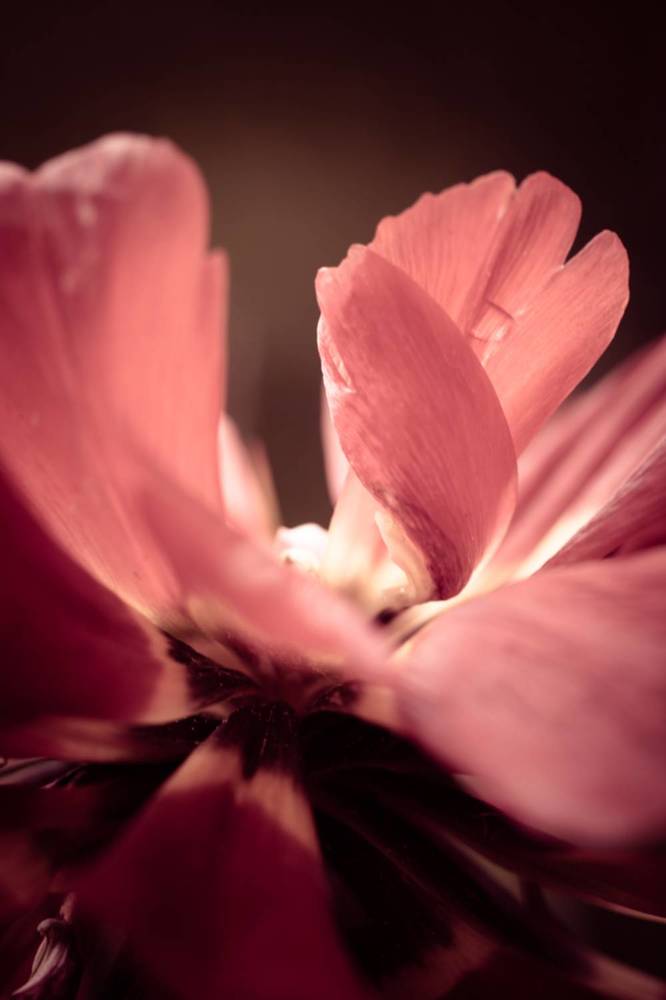 Photograph by Veronika Trubnikova