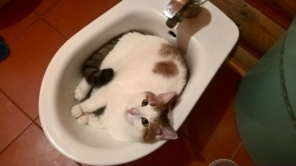 Photo #8977197