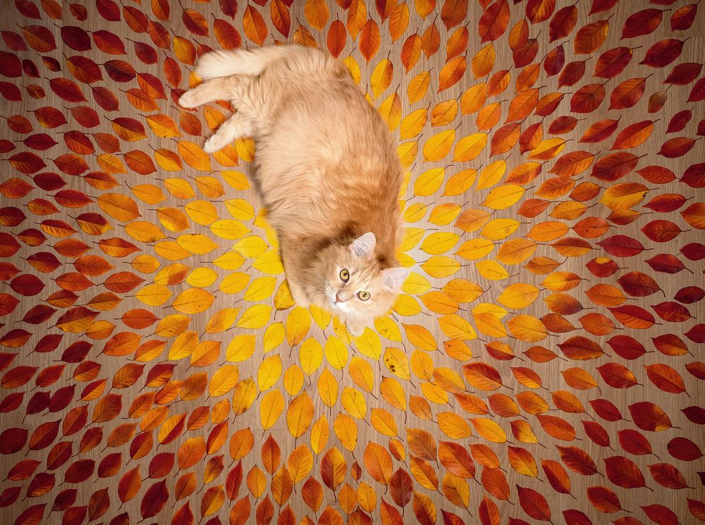 Фотография автора Мазурева Анастасия