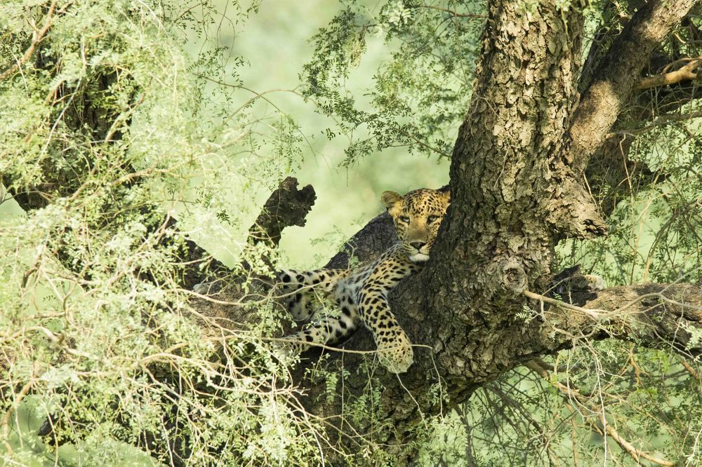 Solitude's Gaze: The Legendary Leopard