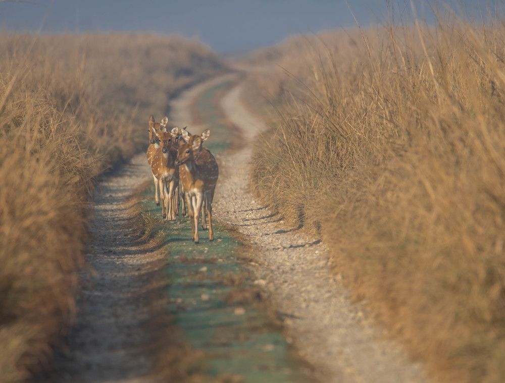Herd of Spotted Deer