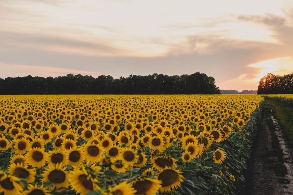 Фотография автора Галина Башканкова