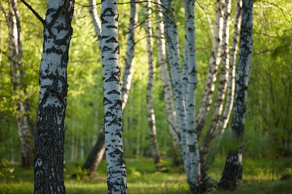 УТРО В БЕРЕЗОВОЙ РОЩЕ