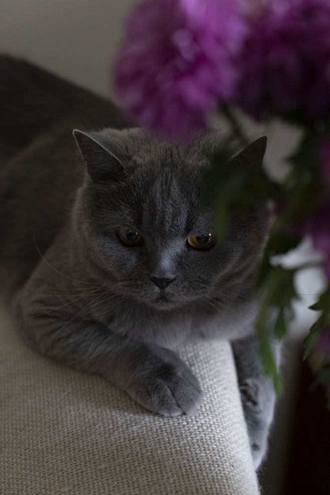 Фотография автора Ирина Зайцева