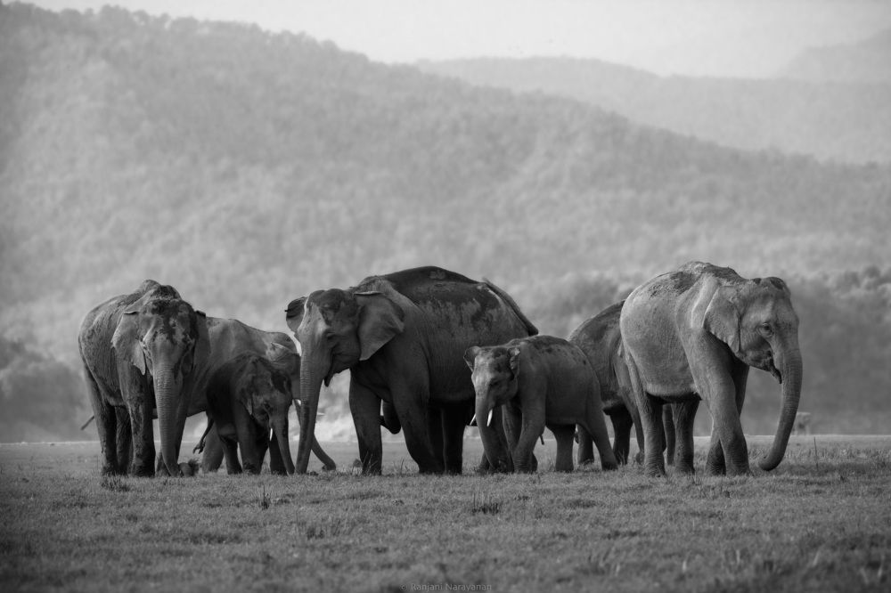 Photograph by Ranjani Narayanan