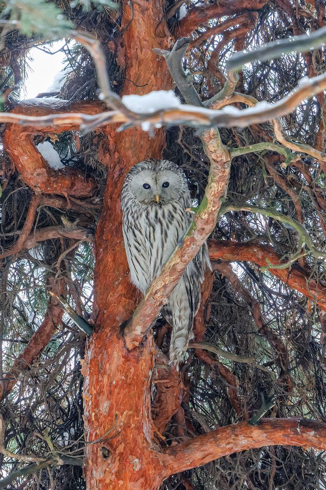 Перед охотой