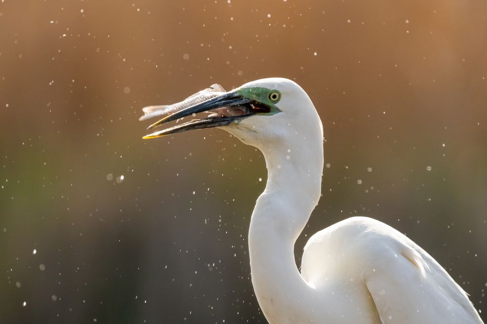 Photograph by Tomanovic Slavisa