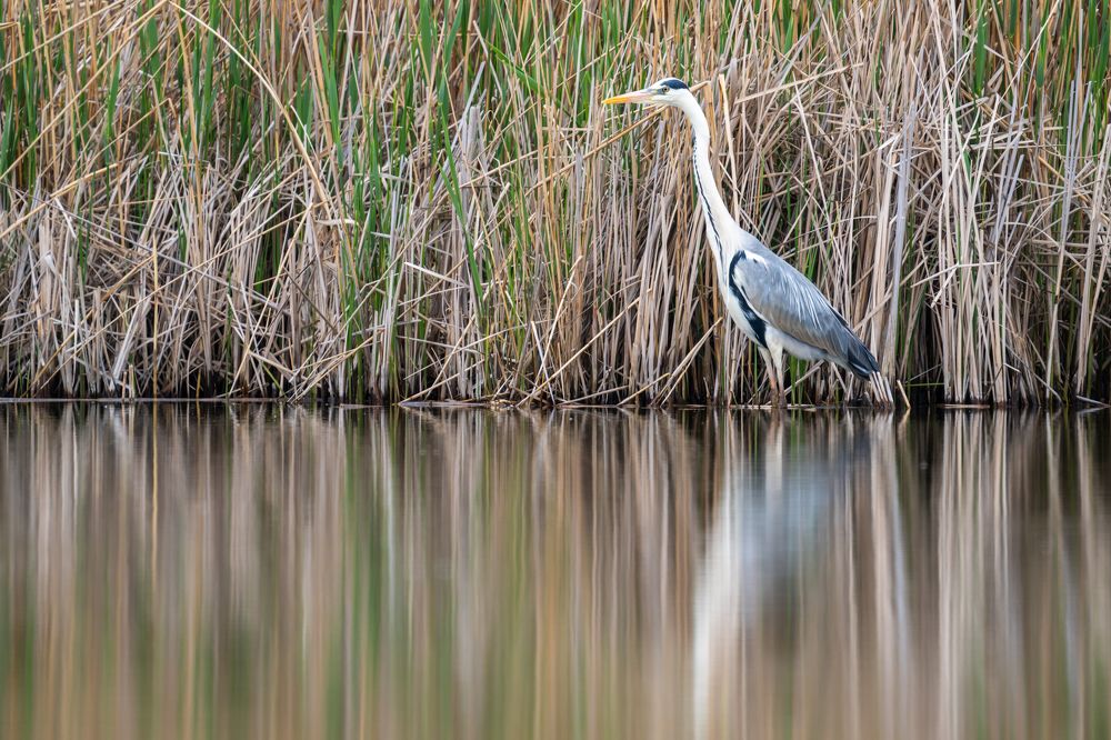 Photograph by Tomanovic Slavisa