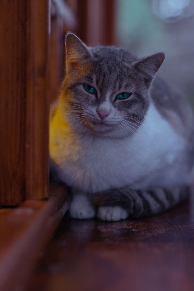 Photograph by Alireza Rezaei