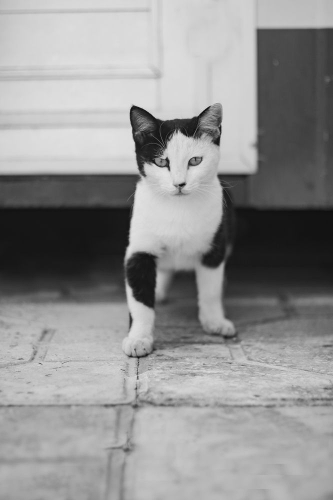 Photograph by Alireza Rezaei