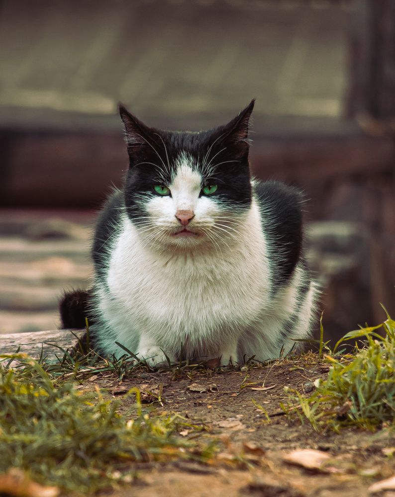 Photograph by Alireza Rezaei